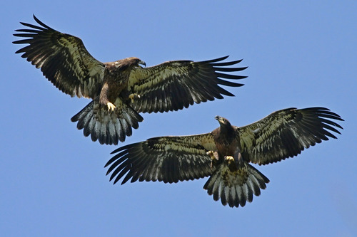 Young Eagles 2014